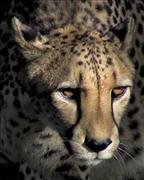 CHEETAH EYES